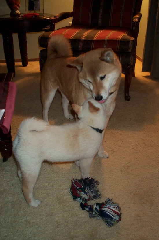 接管，当全黑队遇上F1赛道，久保建英如何定义跨界主宰