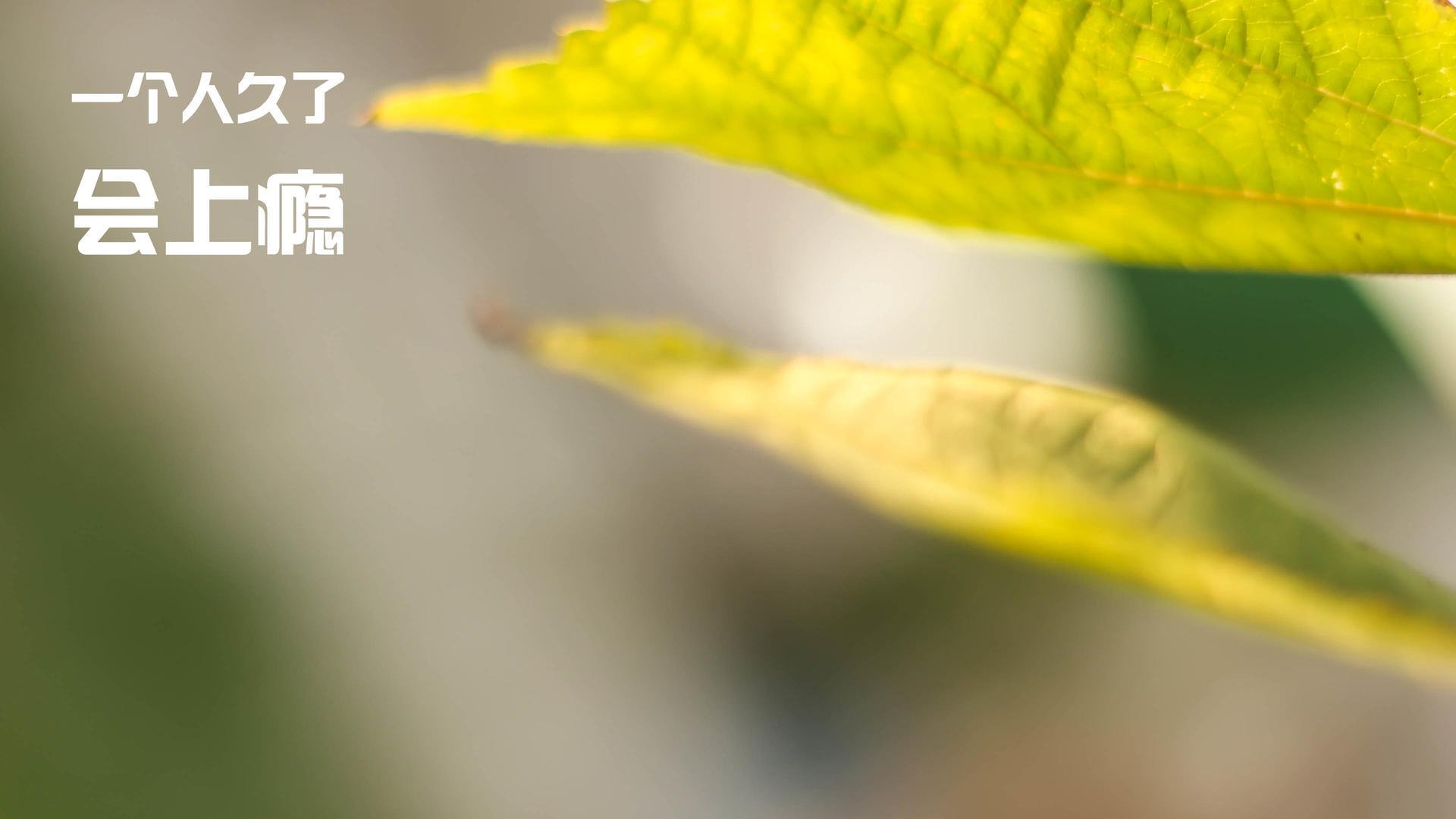 开云体育平台APP-亚洲之光闪耀，黄喜灿助多特蒙德逆转南美劲旅玻利维亚