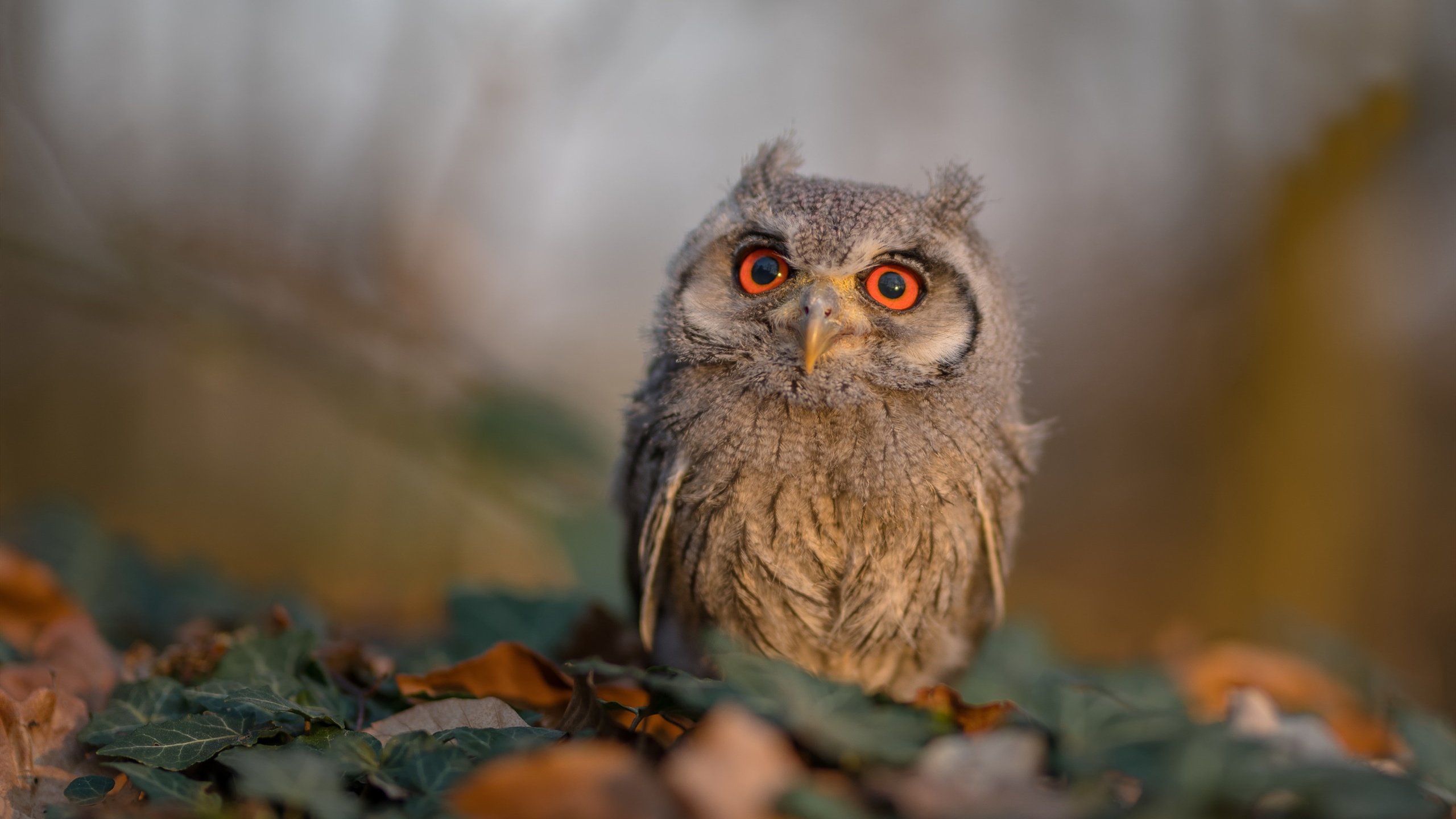 黄土高原的怒吼!山西队踏平吉林主场,西亚卡姆是暗夜中最亮的灯塔