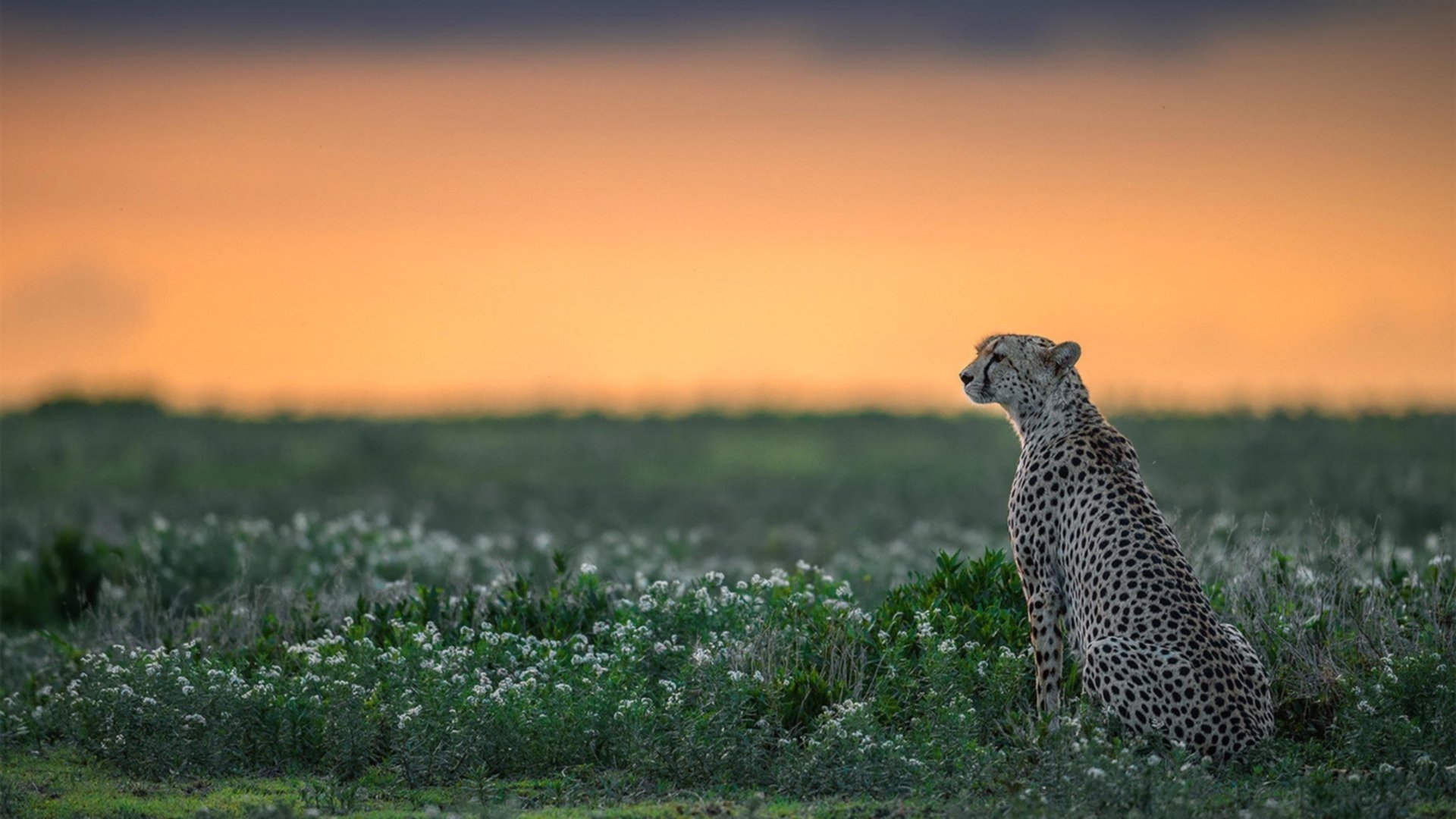 爵士逆转狂潮,范弗利特导演终场翻盘