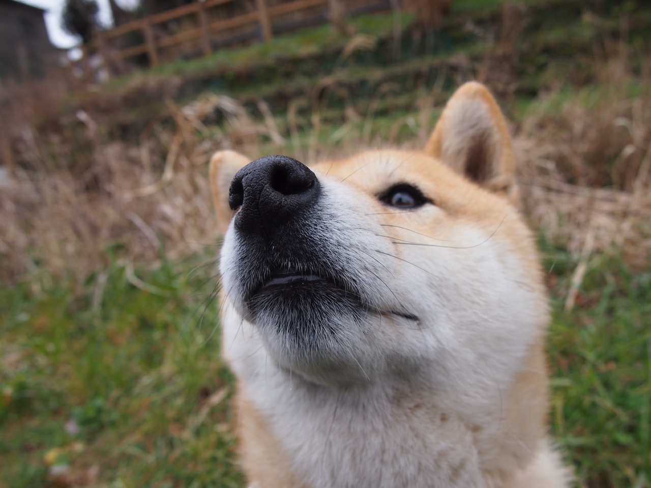 凡尔赛宫的舞者,绿茵场的元帅,格列兹曼如何用一场比赛定义伟大