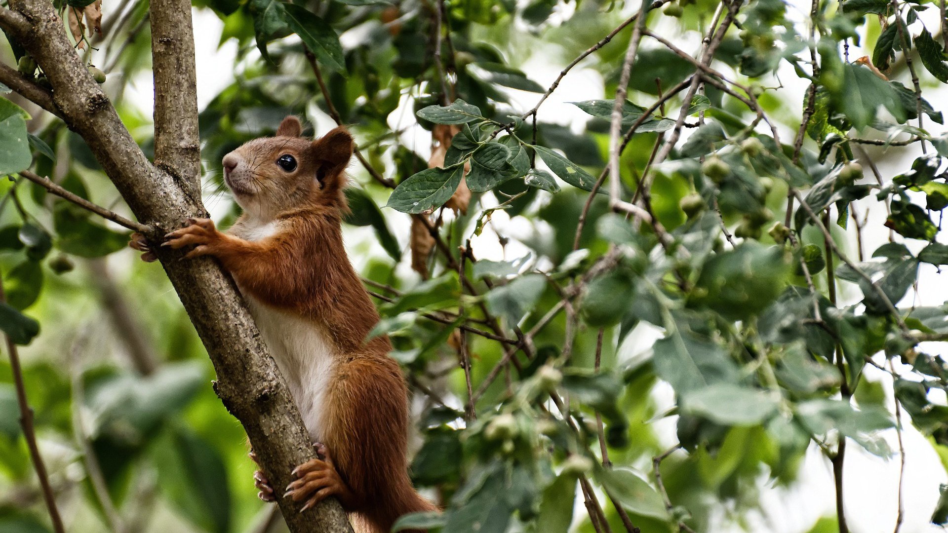 奇兵天降!武切维奇蛰痛绿军,黄蜂客场掀翻联盟第一