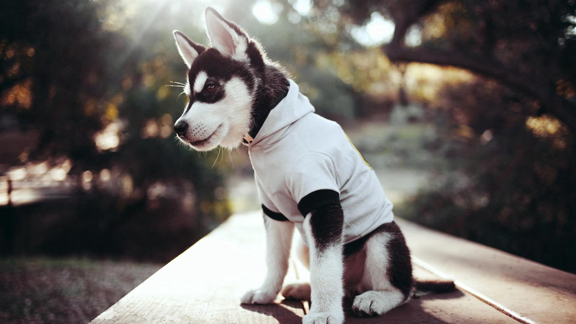 双线战场,东方铁血与西方天赋,一场团队的背水重生与一位巨星的关键接管