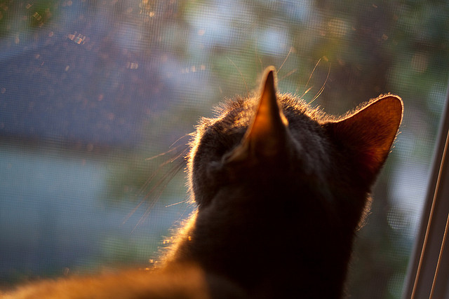 明尼苏达的救赎，他们本可以沉默地死去，却选择咆哮着重生