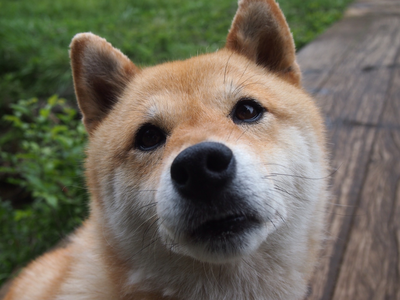 雅典卫城不落，德里赫特在白色战术迷宫中劈开生路