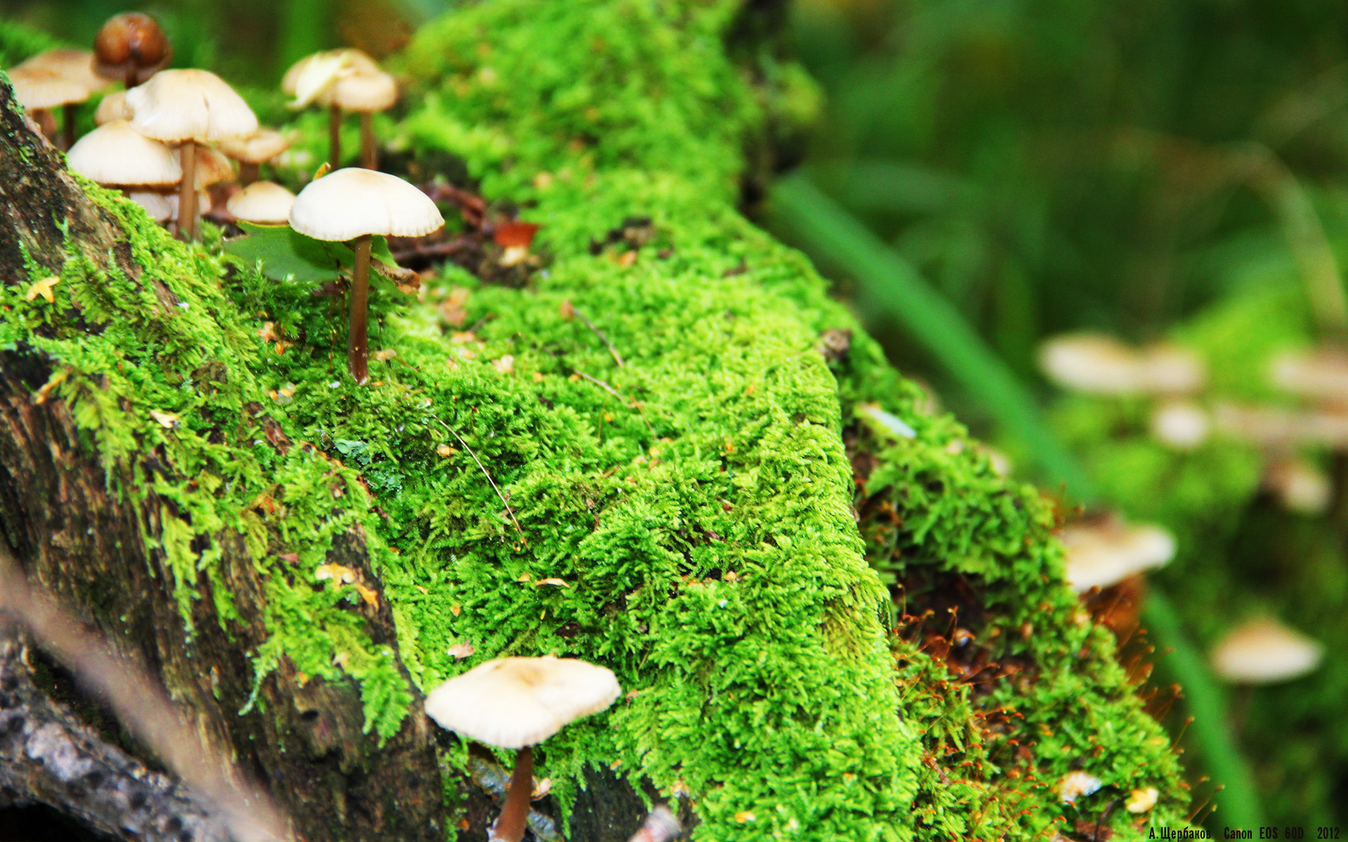 错位时空的对决,奥纳纳的十二码救赎与哥斯达黎加的加时奇迹