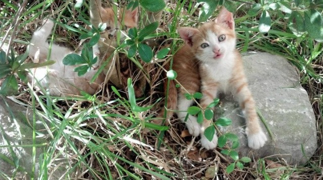 铁血逆袭，当德罗赞身披开拓者战袍，在总决赛踏平鹈鹕王朝