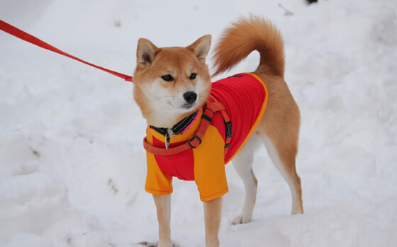 微光乍破，拉文一剑封喉背后的暗夜行军